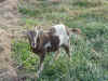 goats_03.JPG (148301 bytes)