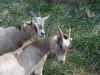 goats_08.JPG (119405 bytes)